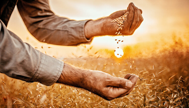 Wheat-Germ-Field-Farmer-Hands.jpg